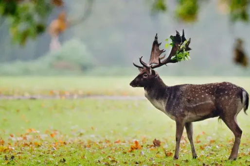 Durant la saison des amours, les mâles chantent et se battent aussi entre eux. Image d'illustration.