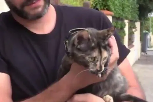 chat, crédit : Capture d'écran La Dépêche