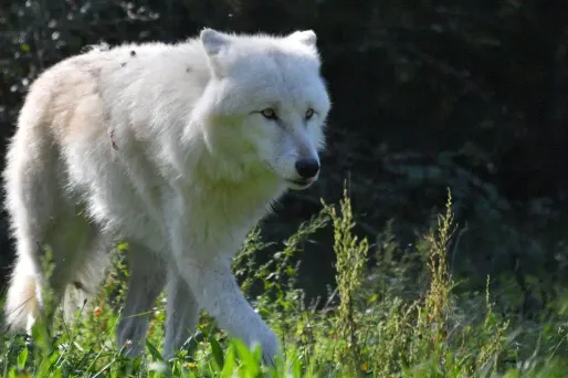 Depuis la mi-juin, des attaques de troupeaux sont intervenues dans plusieurs communes gardoises. (Photo d'illustration)