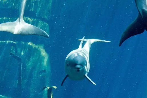 Une dizaine de dauphins blessés sont morts échoués sur les côtes varoises ces trois dernières semaines (illustration).