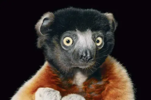 Endangered, Tim Flach, crédit : TIM FLACH / ABRAMS / AFP - 1280