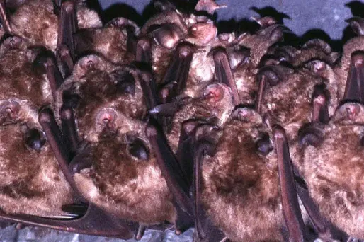 chauve souris grand Rhinolophe 1280