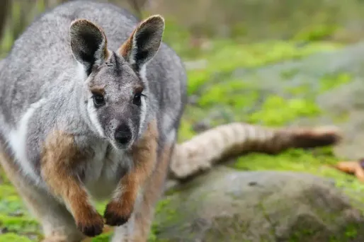 Wallaby crédit : SEBASTIEN BOZON / AFP - 1280