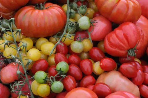 Le gaspacho traditionnel andalou se cuisine à base de tomates.