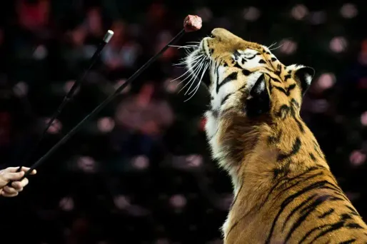 Une tigresse s'est échappée vendredi soir de son cirque parisien (illustration).