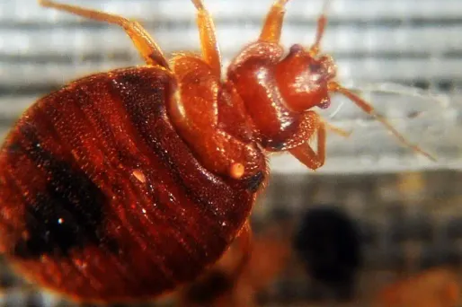 Les punaises de lit connaissent aujourd'hui une recrudescence importante. Elles ont envahi notamment les Etats-Unis et une partie de l'Europe.