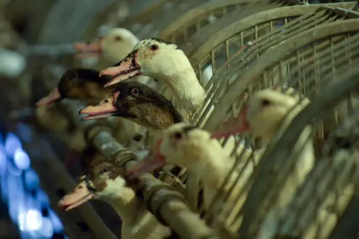 3.7 millions de canards ont été abattus en raison de la grippe aviaire en 2016.