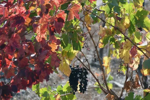 vin, raisin, vignoble crédit : PASCAL PAVANI / AFP - 1280