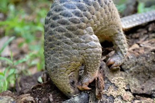Les pangolins sont recherchés pour leurs écailles, pourtant de la simple kératine (comme les ongles des humains)