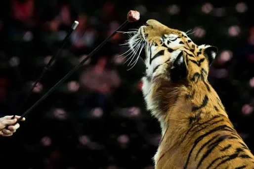 Un tigre avait été abattu dans la capitale après s'être échappé d'un cirque.