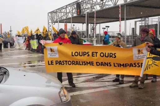 loup ariège 1280 RAYMOND ROIG / AFP