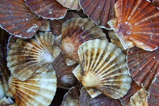 coquille saint jacques 1280