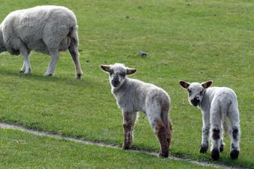 Moutons en Nouvelle-Zélande, 1280x640