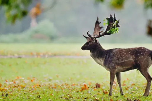 Orne : le préfet veut effaroucher les cerfs chez Luc Besson