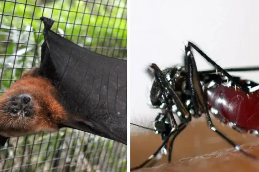 La chauve-souris ennemi numéro 1 du moustique-tigre ?