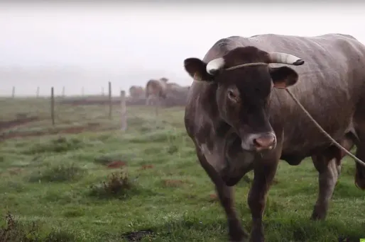 Salon de l'agriculture : les plus belles photos des égéries