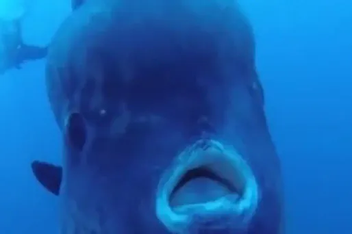 Le poisson-lune a une tête proéminente.