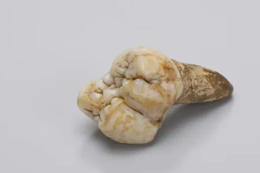 Un singe aux allures de King Kong disparu pour n'avoir pas su s'adapter