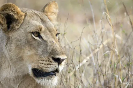 L'homme, âgé de 45 ans, est mort sur le coup après avoir été attaqué par la lionne