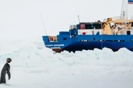 Manchot d'Adélie (1280x640)