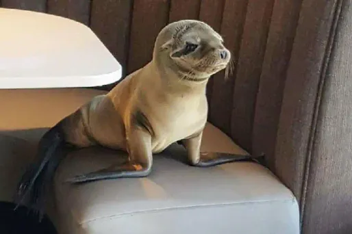 Le bébé otarie retrouvé dans un restaurant chic en Californie.