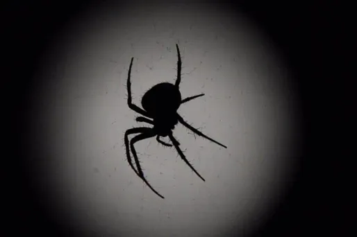 Une araignée... découverte dans un sachet de salade.