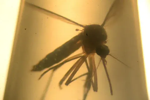 Le moustique Aedes aegypti peut transmettre Zika mais aussi la dengue et le chikungunya