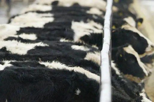 Suspicion de vache folle dans les Ardennes : faut-il s'inquiéter ?