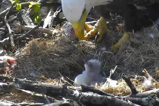 Un petit aigle, le rapace symbole des Etats-Unis, a éclos de son œuf vendredi.