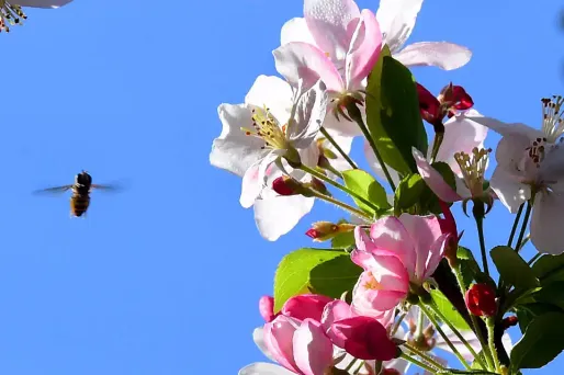 Le printemps est arrivé "avec quinze jours d'avance".