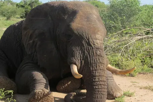 Morgan est un éléphant mâle de 30 ans.