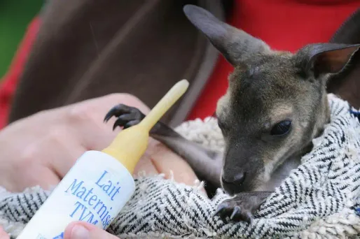 Le bébé kangourou, âgé de quatre mois, a été baptisé "Cuejo" par les internautes.