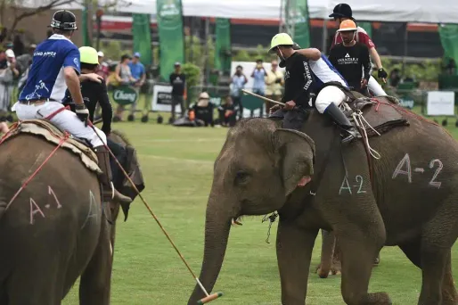 Polo elephants thailande