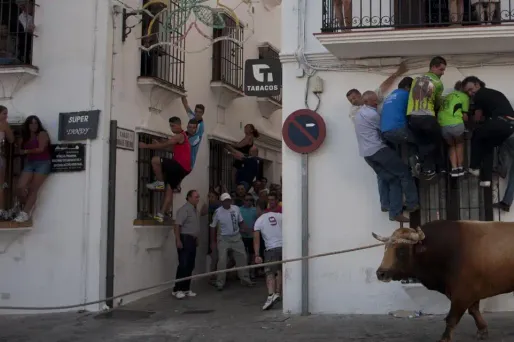 Un taureau s'échappe de l'abattoir et sème la panique près de Buenos Aires