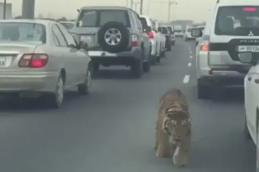 Le tigre se promenait tranquillement entre les voitures.