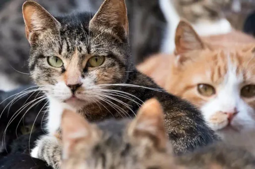 Les animaux "malades et sous-alimentés" ont été confiés à la SPA.