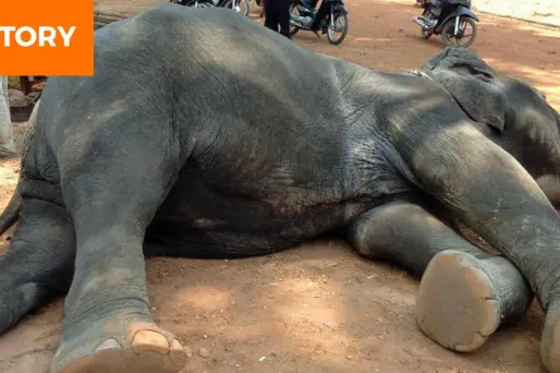 Yem Senok / Facebook