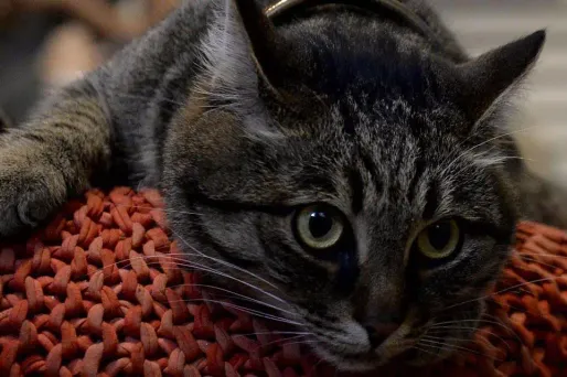 Le chat d'un couple anglais faisait peur au facteur du Royal Mail