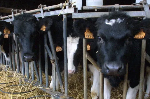 vaches agriculture 1280