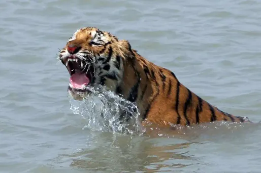 Etats-Unis : un tigre tue une gardienne de zoo en Floride