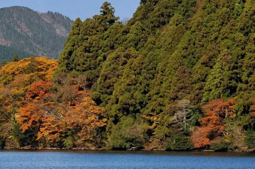 Japon : un garçon abandonné par ses parents en forêt, introuvable 3 jours après