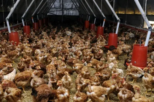 Somme : 30.000 poules meurent dans un incendie