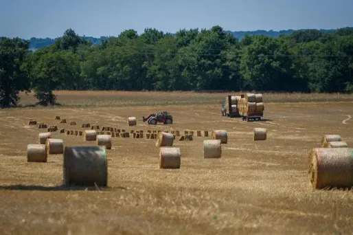 agriculture blé 1280