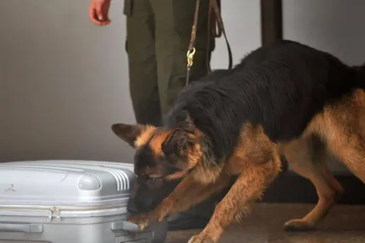 Un trafic de cocaïne démantelé entre les Antilles et la région parisienne