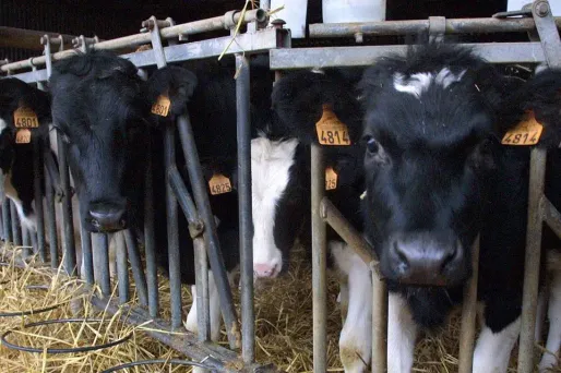 Des vaches. Image d'illustration.