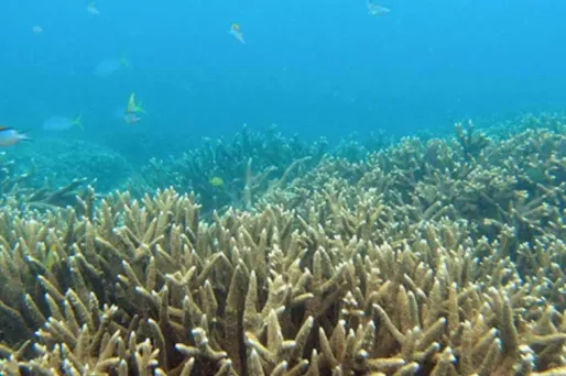 Forage dans la Grande baie australienne : BP essuie un nouveau refus