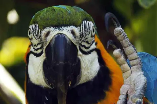 Image d'illustration d'un perroquet