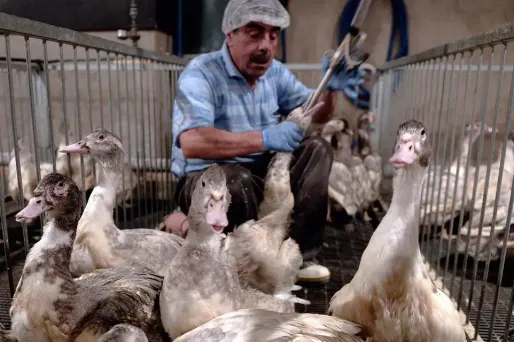 Le vide sanitaire va durer jusqu'au 18 août.