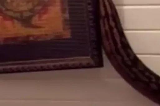 Australie : un python de 5 mètres se faufile dans sa maison
