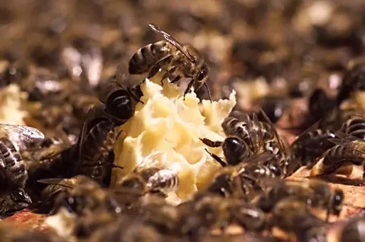 Abeilles : près de 700.000 signatures pour interdire les néonicotinoïdes